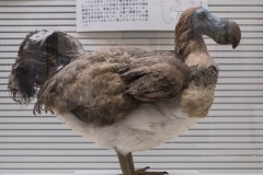 ドードーの復元模型