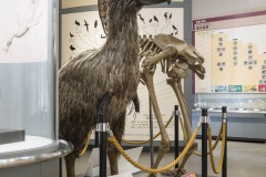 ディアトリマ復元模型