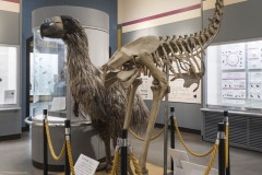 ディアトリマ復元模型とモア骨格レプリカ