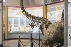 モア骨格レプリカ