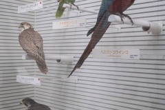 ベニコンゴウインコのはく製