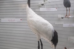 タンチョウのはく製