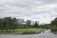 本芝生