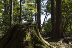 苔むした切り株