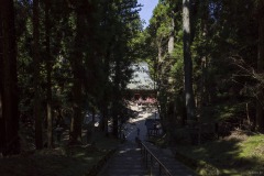 釈迦堂 杉木立の参道