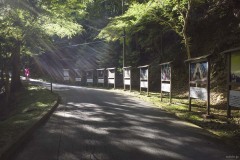 木漏れ日の参道