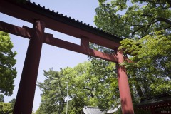 大宮氷川神社 見上げた鳥居