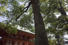 楼門と神木