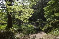 大宮公園 日本庭園の木立