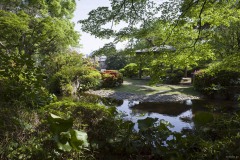 大宮公園 日本庭園の池