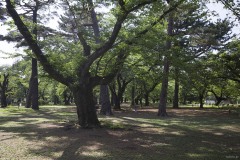 大宮公園 芝地の大木