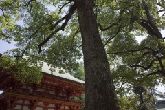 楼門と神木
