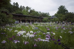 花菖蒲池