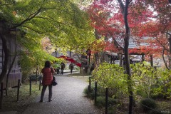 参道のもみじ