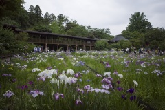 花菖蒲