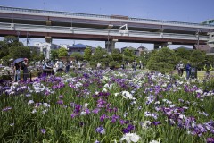 首都高を借景 高架と菖蒲田