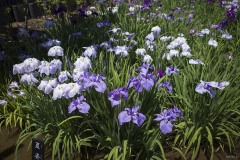 花菖蒲 白と淡紫の株