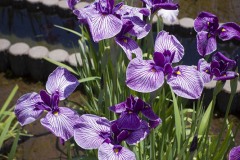 花菖蒲 水路ぎわの紫絞り