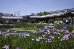 堀切菖蒲園 池と四阿