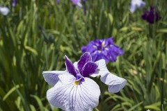 花菖蒲 白に紫の覆輪