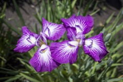 花菖蒲 紅紫に白筋