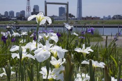 堀切水辺公園 スカイツリーと菖蒲