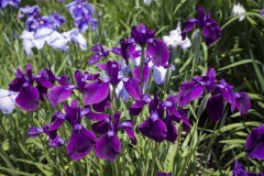 花菖蒲 濃紫の群れ