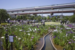 首都高を借景