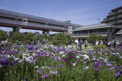 堀切菖蒲園 首都高と静観亭