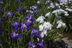 花菖蒲 濃紫と白の並び