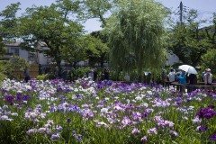 堀切菖蒲園 柳と菖蒲田