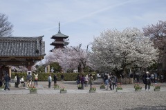 紅白の桜