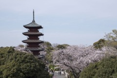五重塔と桜
