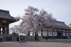 桜と霊宝殿