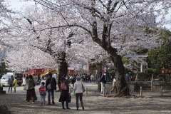 桜と屋台