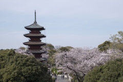 五重塔 桜