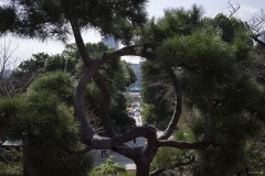 月の松
