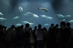 大洋の航海者（マグロ）