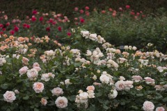 杏色のバラの花壇