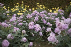 藤色と黄色のバラの花壇