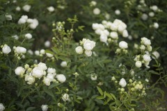 白いバラの茂み