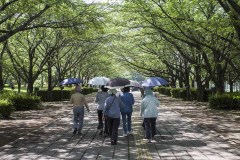 新緑の並木道と日傘