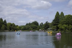 柏の葉公園 ボート池