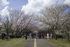 柏の葉公園 桜並木のトンネル
