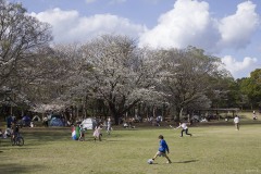 柏の葉公園 桜の広場