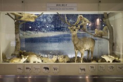 「森林と暮らす」展示
