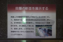 「貝層の断面を展示する」説明