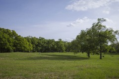 加曽利貝塚 大木のある草地