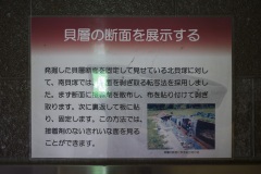 「貝層の断面を展示する」説明
