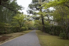 表門への松並木